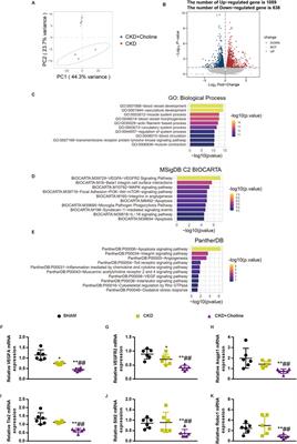 Dietary choline, via gut microbe- generated trimethylamine-N- oxide, aggravates chronic kidney disease-induced cardiac dysfunction by inhibiting hypoxia-induced factor 1α